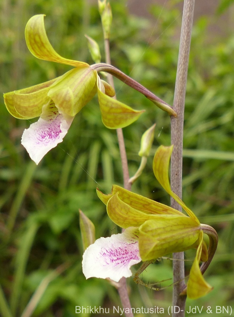 Eulophia epidendraea (J.Koenig ex Retz.) C.E.C.Fisch.
